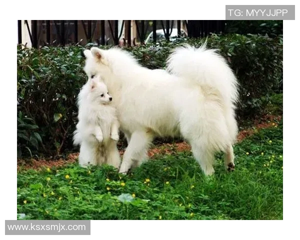 萨摩耶足球明星的背后故事与成就揭秘